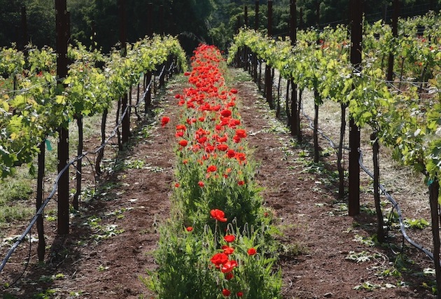 Home_files/Vineyardb.jpg